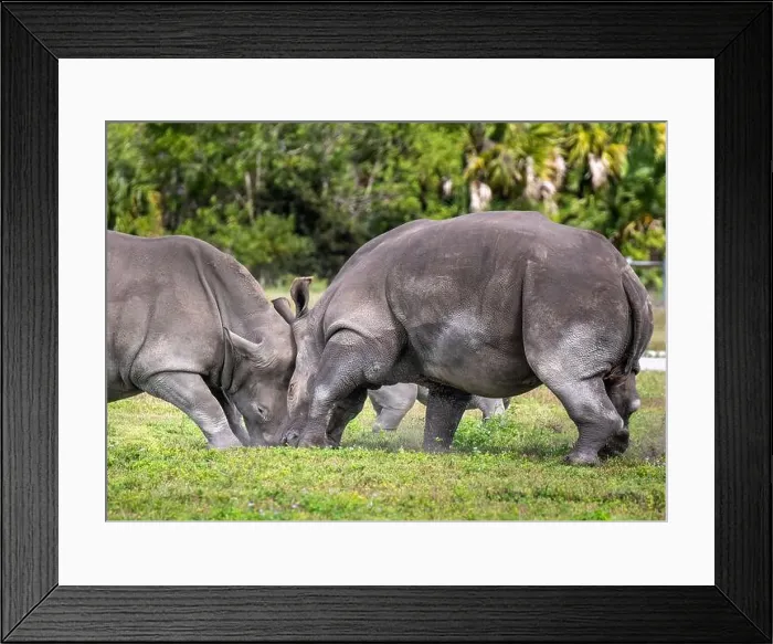 Framed Print : Two rhinos fighting head to head Framed Print : Two rhinos fighting head to head
