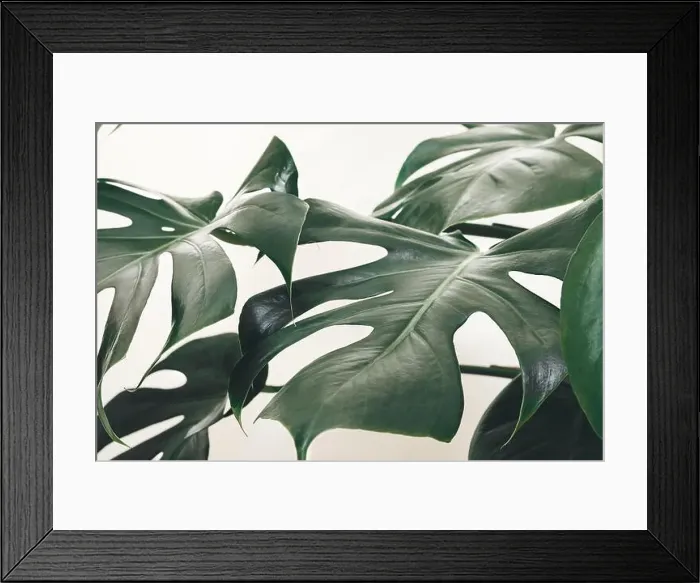 Framed Print : Leaves of Monstera deliciosa or Swiss cheese plant close-up as tropical leaves background Framed Print : Leaves of Monstera deliciosa or Swiss cheese plant close-up as tropical leaves background
