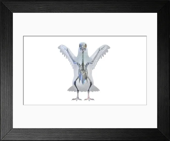 Framed Print : Pigeon skeleton, illustration Framed Print : Pigeon skeleton, illustration