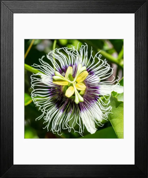 Framed Print : Passion fruit flower (passiflora edulis) and on the vine Framed Print : Passion fruit flower (passiflora edulis) and on the vine