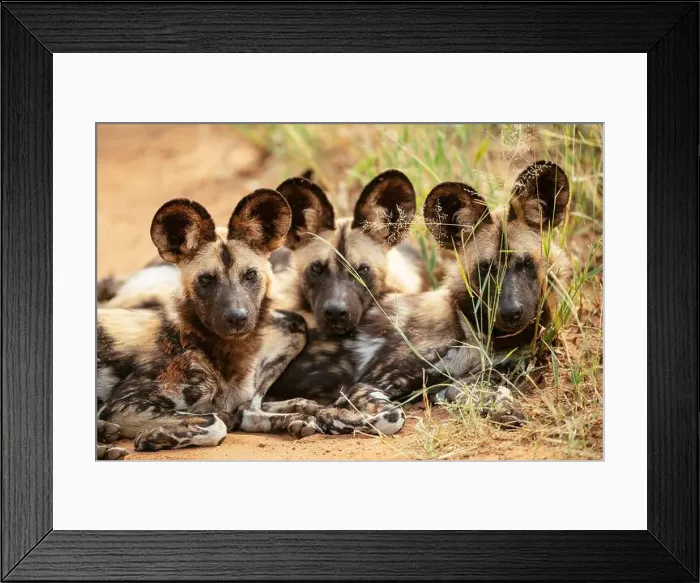 Framed Print : African Wild Dogs (Painted Wolves), Timbavati Private Nature Reserve, Kruger National Park, South Africa, Africa Framed Print : African Wild Dogs (Painted Wolves), Timbavati Private Nature Reserve, Kruger National Park, South Africa, Africa