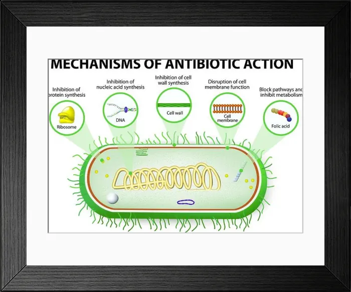 Framed Print : antibiotic. Mechanisms of action of antimicrobials Framed Print : antibiotic. Mechanisms of action of antimicrobials