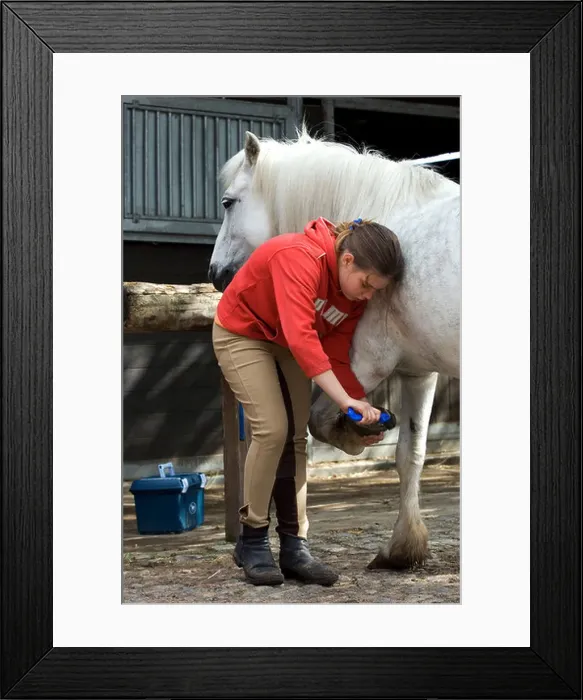 Framed Print : Wandlitz, a girl scrapes her pony from the hooves Framed Print : Wandlitz, a girl scrapes her pony from the hooves