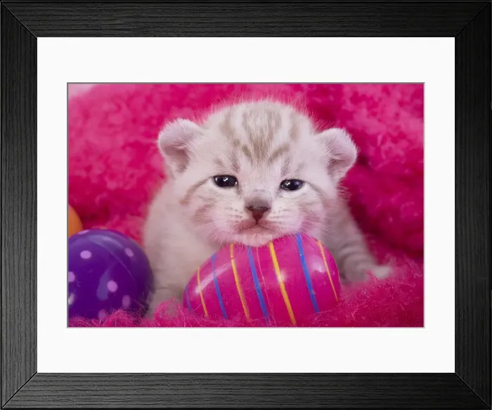 Framed Print : Cute Easter kitten on pink background with Easter eggs Framed Print : Cute Easter kitten on pink background with Easter eggs