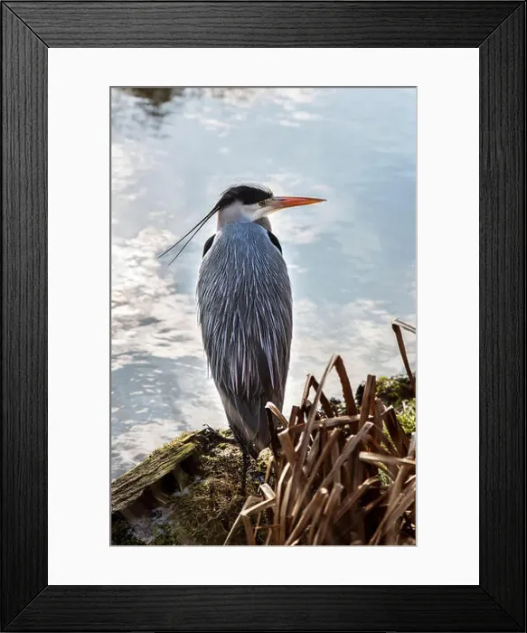 Framed Print : Grey Heron (Ardea cinerea) a wading bird of the heron family Framed Print : Grey Heron (Ardea cinerea) a wading bird of the heron family