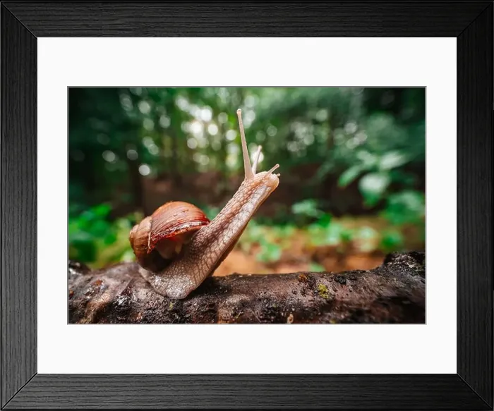Framed Print : A close-up shot of a snail (Helix pomatia) crawling on moss-covered tree bark Framed Print : A close-up shot of a snail (Helix pomatia) crawling on moss-covered tree bark