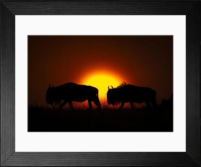 Framed Print : Two blue wildebeest walks silhouetted on horizon Framed Print : Two blue wildebeest walks silhouetted on horizon