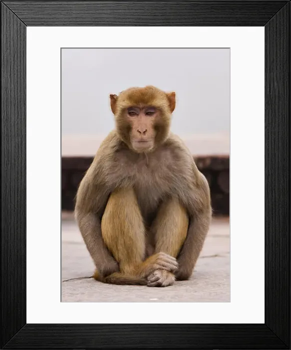 Framed Print : indian bandar (Macaca mulatta), North India, India, Asia Framed Print : indian bandar (Macaca mulatta), North India, India, Asia