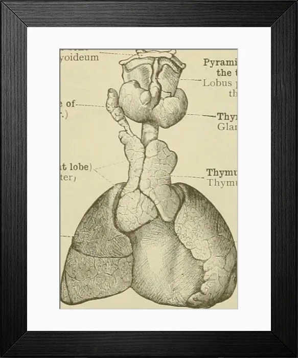 Framed Print : An atlas of human anatomy for students and physicians Framed Print : An atlas of human anatomy for students and physicians