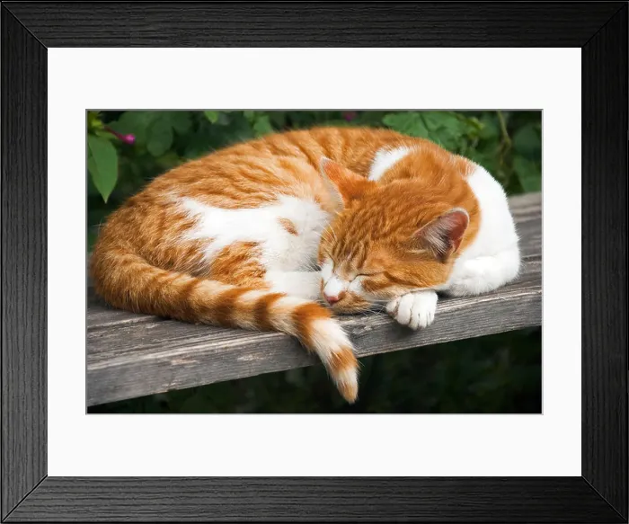 Framed Print : Ginger and white cat sleeping on wooden bench Framed Print : Ginger and white cat sleeping on wooden bench