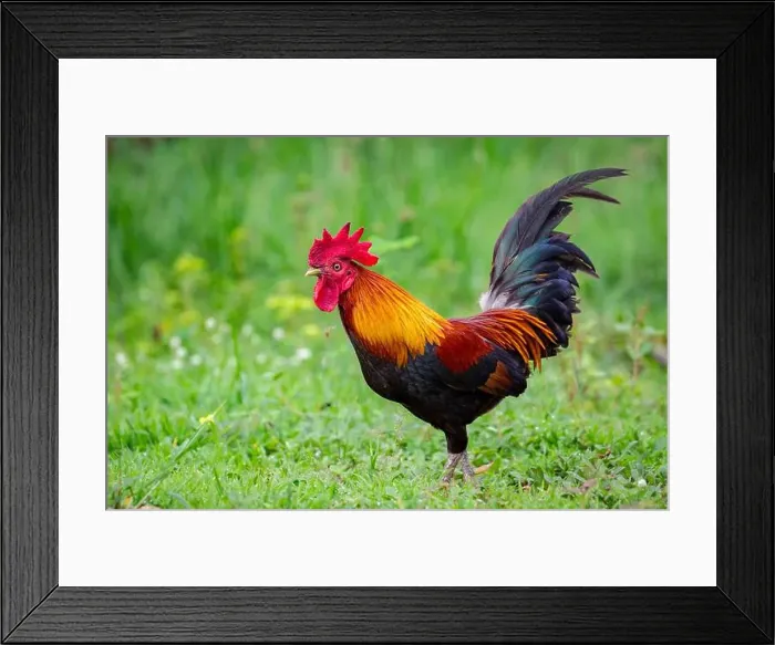 Framed Print : Image of a cock on nature background. Farm Animals Framed Print : Image of a cock on nature background. Farm Animals