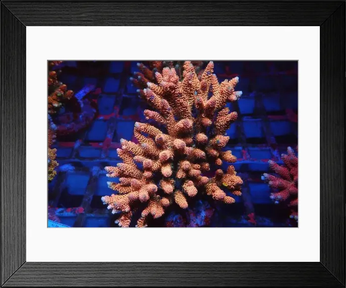 Framed Print : Acropora SPS coral is one of the most popular coral in home reef aquaria hobby Framed Print : Acropora SPS coral is one of the most popular coral in home reef aquaria hobby