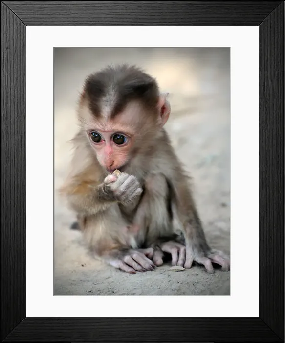 Framed Print : Baby Pigtail macaque (Macaca Nemestrina) baby monkey in captivity, Laos, Southeast Asia Framed Print : Baby Pigtail macaque (Macaca Nemestrina) baby monkey in captivity, Laos, Southeast Asia