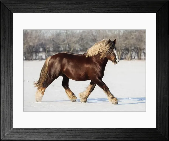 Framed Print : Schleswig Horse stallion