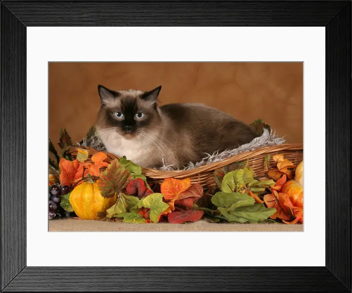 Framed Print : Ragdoll Framed Print : Ragdoll