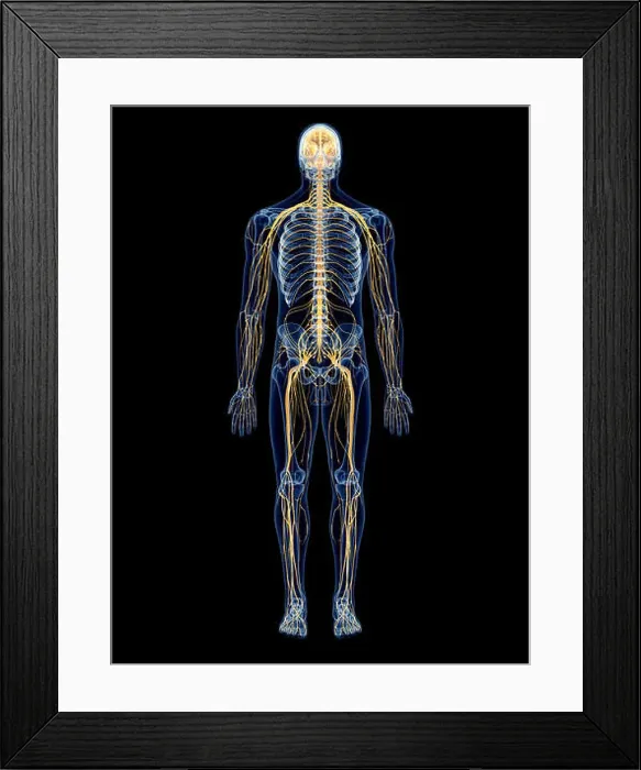 Framed Print : medically accurate illustration of the nervous system Framed Print : medically accurate illustration of the nervous system