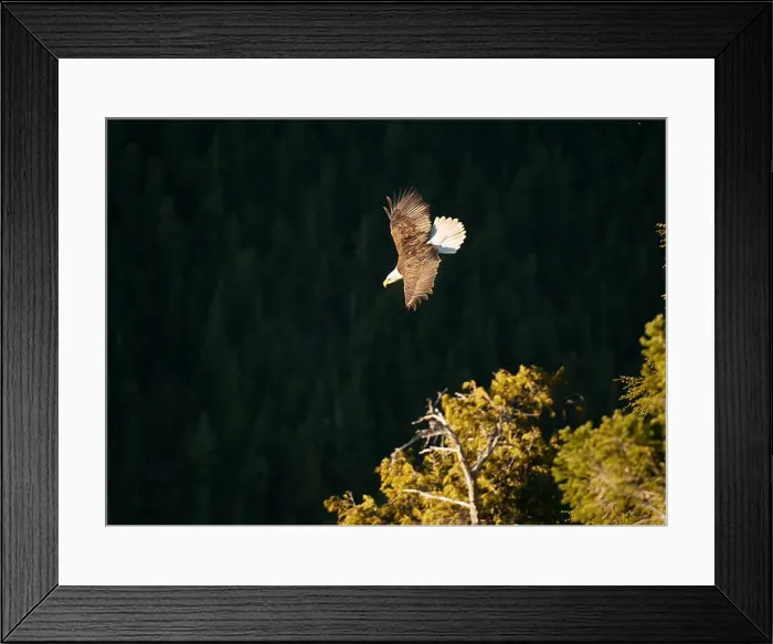 Framed Print : A bald eagle flies past the Chief lookout. The Sea to Sky Gondola and Summit Lodge. Squamish BC, Canada Framed Print : A bald eagle flies past the Chief lookout. The Sea to Sky Gondola and Summit Lodge. Squamish BC, Canada