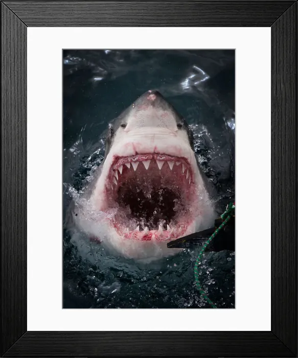 Framed Print : Great White Shark (carcharodon carcharias) jaws, open mouth, face on with decoy, Gansbaai South Africa Framed Print : Great White Shark (carcharodon carcharias) jaws, open mouth, face on with decoy, Gansbaai South Africa