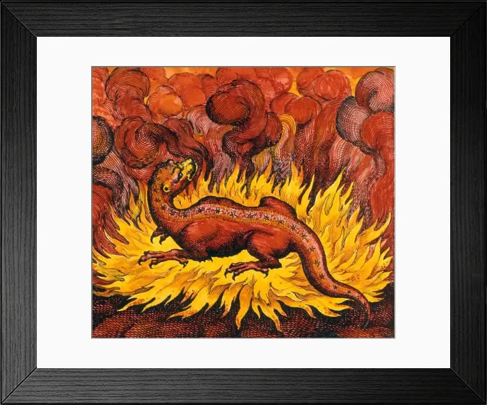 Framed Print : ALCHEMY - Salamander of Fire. The salamander Framed Print : ALCHEMY - Salamander of Fire. The salamander