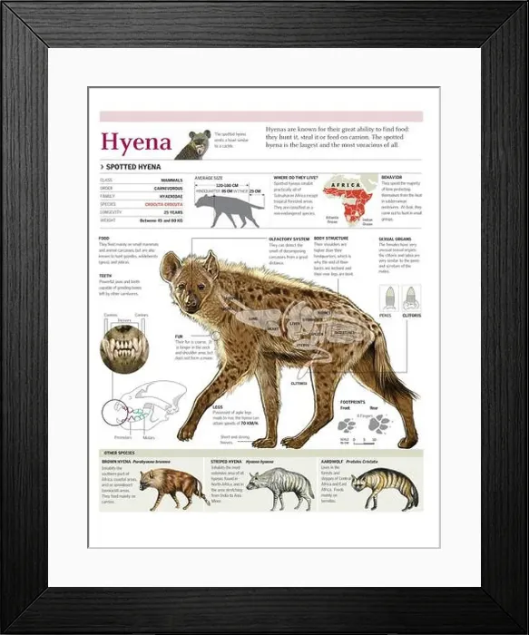 Framed Print : Infographics of the anatomy, distribution and dentition of the spotted hyena. [Adobe Illustrator (.ai); 2480x3248]