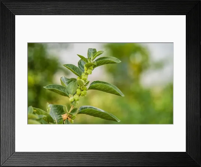 Framed Print : Immunity booster plant, Withania somnifera Framed Print : Immunity booster plant, Withania somnifera