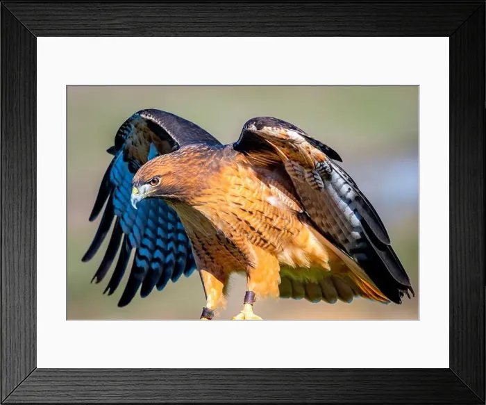 Framed Print : A high-resolution closeup shot of a Red-tailed hawk with its wings spread wide open Framed Print : A high-resolution closeup shot of a Red-tailed hawk with its wings spread wide open