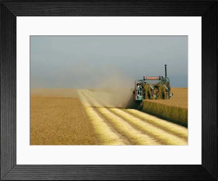 Framed Print : common flax (Linum usitatissimum), harvesting of flax, France, Picardie Framed Print : common flax (Linum usitatissimum), harvesting of flax, France, Picardie