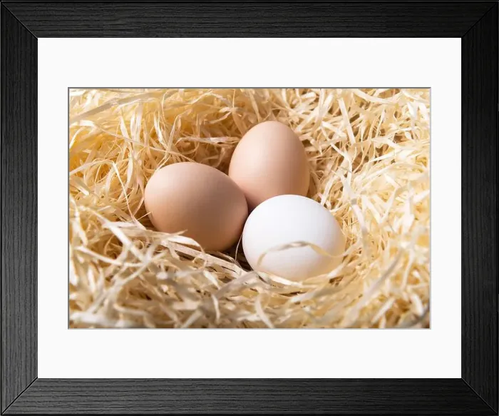 Framed Print : Organic chicken eggs in nest closeup. Food photography Framed Print : Organic chicken eggs in nest closeup. Food photography