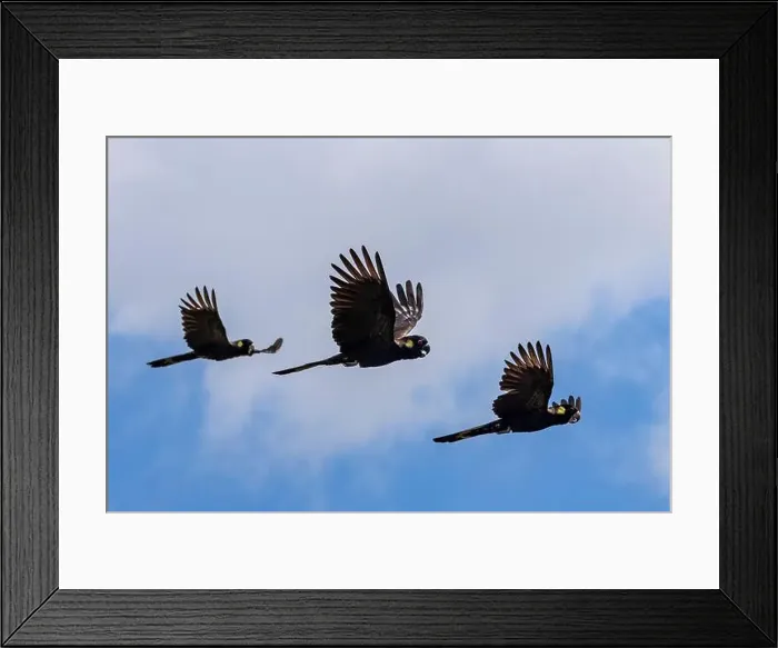 Framed Print : Australian Yellow-tailed Black Cockatoo's in flight Framed Print : Australian Yellow-tailed Black Cockatoo's in flight