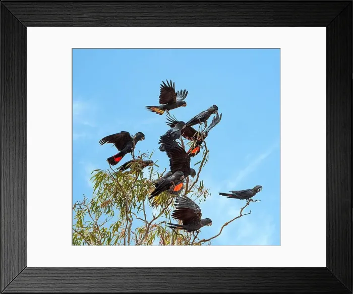 Framed Print : Flock of Red-tailed Black Cockatoos (Calyptorhynchus banksii) perched on treetop, Western Australia, WA, Australia Framed Print : Flock of Red-tailed Black Cockatoos (Calyptorhynchus banksii) perched on treetop, Western Australia, WA, Australia