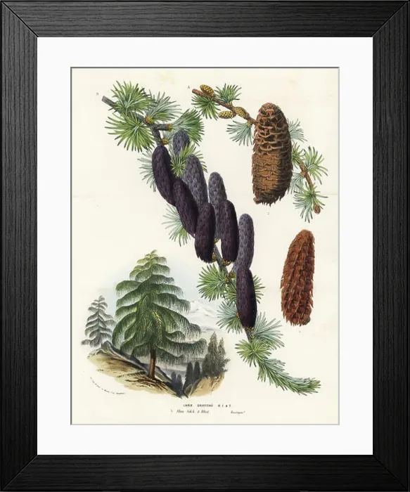 Framed Print : Sikkim larch, Larix griffithii