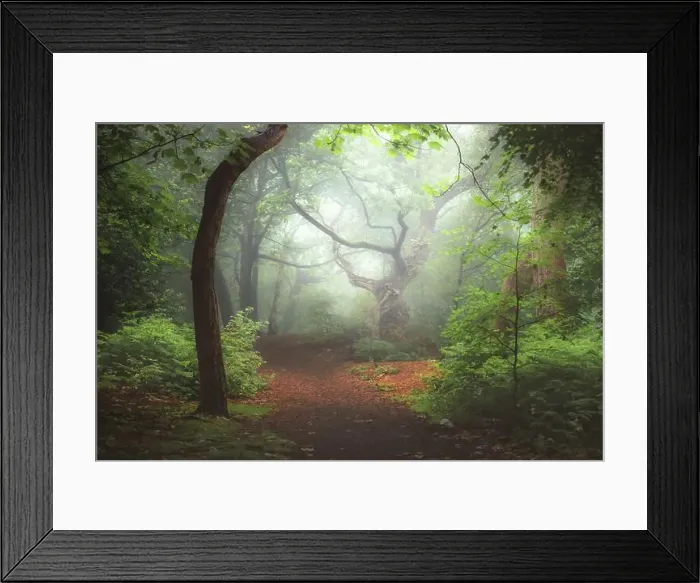 Framed Print : A moody, ethereal lush woodland forest and twisted oak tree in atmospheric misty fog at Ravelston Woods in Edinburgh Framed Print : A moody, ethereal lush woodland forest and twisted oak tree in atmospheric misty fog at Ravelston Woods in Edinburgh