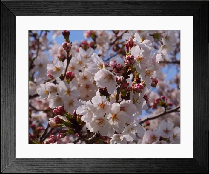 Framed Print : Sakura, close shot in Japan Framed Print : Sakura, close shot in Japan