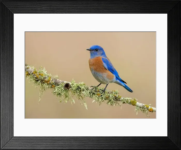 Framed Print : Wintering adult male Western Bluebird (Sialia mexicana) in Santa Barbara County, California, USA Framed Print : Wintering adult male Western Bluebird (Sialia mexicana) in Santa Barbara County, California, USA