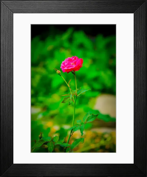 Framed Print : Nice Rose with bud, photography Framed Print : Nice Rose with bud, photography