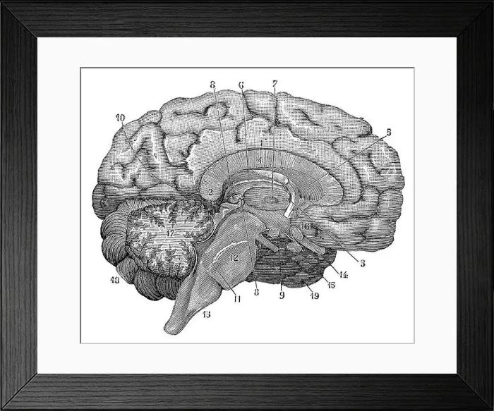 Framed Print : Illustration of a cross-section of the brain showing parts such as the cerebrum Framed Print : Illustration of a cross-section of the brain showing parts such as the cerebrum