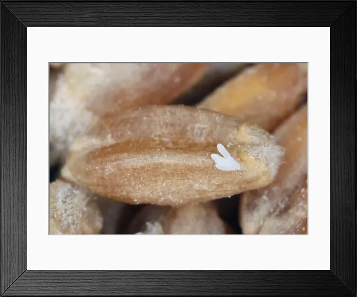 Framed Print : Eggs of Rhyzopertha dominica commonly as the lesser grain borer on grain. It is pest of stored cereal grains worldwide Framed Print : Eggs of Rhyzopertha dominica commonly as the lesser grain borer on grain. It is pest of stored cereal grains worldwide