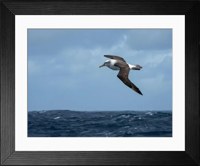 Framed Print : White-capped albatross, Thalassarche cauta steadi, in the southern ocean of New Zealand subantarctic islands Framed Print : White-capped albatross, Thalassarche cauta steadi, in the southern ocean of New Zealand subantarctic islands
