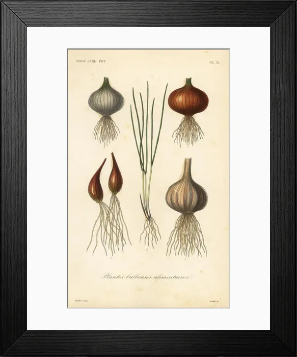 Framed Print : Edible bulbous plants, plantes bulbeuses alimentaires Framed Print : Edible bulbous plants, plantes bulbeuses alimentaires