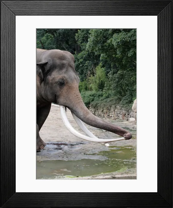Framed Print : Asian Elephant (Elephas maximus), Bull with large tusks Framed Print : Asian Elephant (Elephas maximus), Bull with large tusks