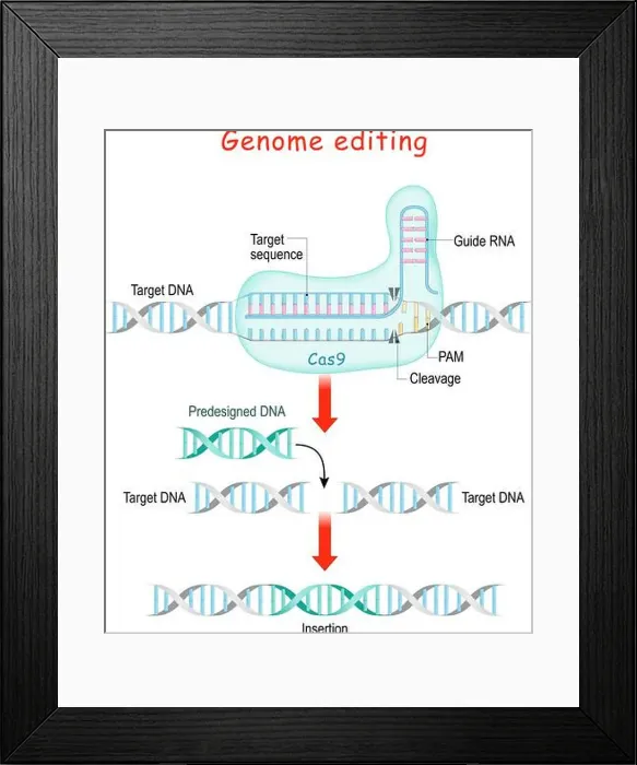 Framed Print : Genome editing. Molecular Surgery with CRISPR and Cas9. explanation of DNA or Gene editing process. The nuclease Cas9 Framed Print : Genome editing. Molecular Surgery with CRISPR and Cas9. explanation of DNA or Gene editing process. The nuclease Cas9