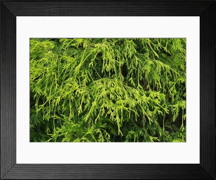 Framed Print : Chamaecyparis pisifera Filifera - False Cypress tree Framed Print : Chamaecyparis pisifera Filifera - False Cypress tree