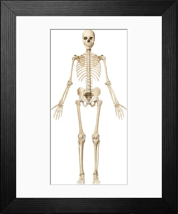 Framed Print : The human skeleton is made up of 206 articulated bones of varying sizes and shapes Framed Print : The human skeleton is made up of 206 articulated bones of varying sizes and shapes