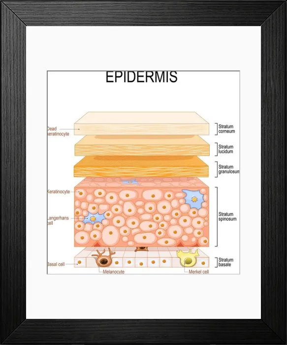 Framed Print : epidermis structure. Skin anatomy Framed Print : epidermis structure. Skin anatomy