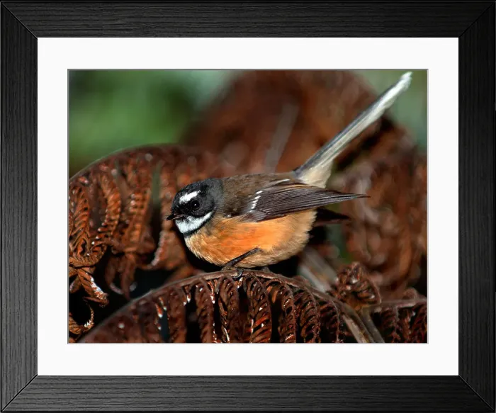 Framed Print : Fantail native forest bird of New Zealand and Australia Framed Print : Fantail native forest bird of New Zealand and Australia