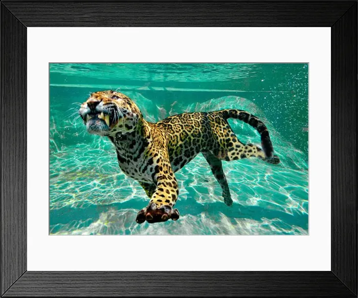 Framed Print : Jaguar (Panthera onca) swimming underwater, C. and S. America, Captivity Framed Print : Jaguar (Panthera onca) swimming underwater, C. and S. America, Captivity