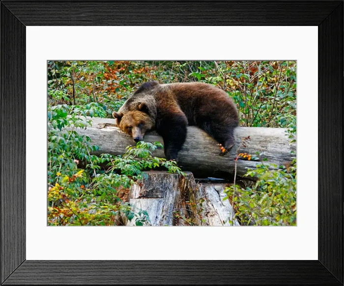 Framed Print : Brown bear (Ursus arctos) lying on tree trunk, outdoor enclosure Bavarian Forest, Germany Framed Print : Brown bear (Ursus arctos) lying on tree trunk, outdoor enclosure Bavarian Forest, Germany
