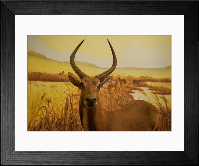 Framed Print : An example of a Sable antelope in a taxidermy diorama at the Natural History Museum Satwa in Batu City, Indonesia Framed Print : An example of a Sable antelope in a taxidermy diorama at the Natural History Museum Satwa in Batu City, Indonesia
