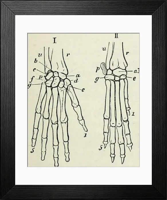Framed Print : Elements of Comparative Anatomy Framed Print : Elements of Comparative Anatomy