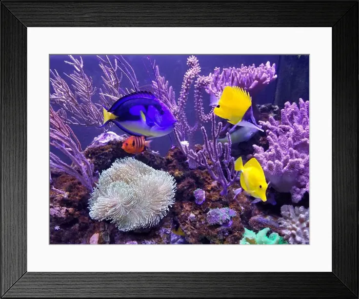Framed Print : A beautiful saltwater fish tank with blue and yellow tang and variety of coral reef Framed Print : A beautiful saltwater fish tank with blue and yellow tang and variety of coral reef